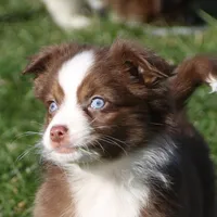 Altoc, a female Miniature American Shepherd for sale in Tiskilwa, IL – Photo 3 of 9