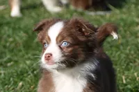 Altoc, a female Miniature American Shepherd for sale in Tiskilwa, IL – Photo 3 of 9