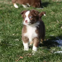 Altoc, a female Miniature American Shepherd for sale in Tiskilwa, IL – Photo 8 of 9