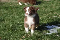 Altoc, a female Miniature American Shepherd for sale in Tiskilwa, IL – Photo 8 of 9