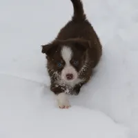 Altoc, a female Miniature American Shepherd for sale in Tiskilwa, IL – Photo 4 of 9