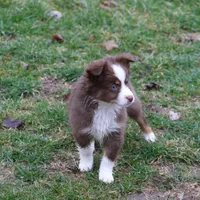 Altoc, a female Miniature American Shepherd for sale in Tiskilwa, IL – Photo 2 of 9