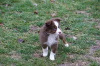 Altoc, a female Miniature American Shepherd for sale in Tiskilwa, IL – Photo 2 of 9