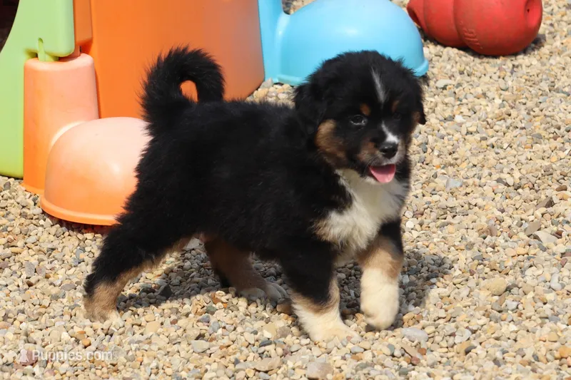 Met, a male Miniature Australian Shepherd for sale in Tiskilwa, IL – Photo 1 of 2