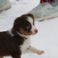 Cirrocu, a female Miniature Australian Shepherd for sale in Tiskilwa, IL – Photo 5 of 8