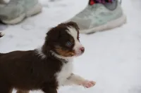 Cirrocu, a female Miniature Australian Shepherd for sale in Tiskilwa, IL – Photo 5 of 8