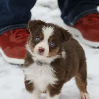 Cirrocu, a female Miniature Australian Shepherd for sale in Tiskilwa, IL – Photo 3 of 8