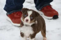 Cirrocu, a female Miniature Australian Shepherd for sale in Tiskilwa, IL – Photo 3 of 8