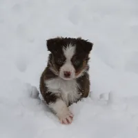 Cirrocu, a female Miniature Australian Shepherd for sale in Tiskilwa, IL – Photo 7 of 8