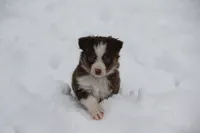 Cirrocu, a female Miniature Australian Shepherd for sale in Tiskilwa, IL – Photo 7 of 8