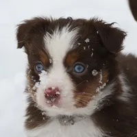 Cirrocu, a female Miniature Australian Shepherd for sale in Tiskilwa, IL – Photo 4 of 8