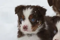 Cirrocu, a female Miniature Australian Shepherd for sale in Tiskilwa, IL – Photo 4 of 8