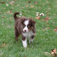 Cirrocu, a female Miniature Australian Shepherd for sale in Tiskilwa, IL – Photo 8 of 8