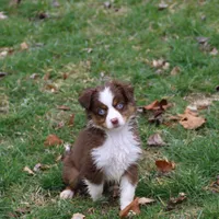 Cirrocu, a female Miniature Australian Shepherd for sale in Tiskilwa, IL – Photo 1 of 8
