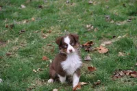 Cirrocu, a female Miniature Australian Shepherd for sale in Tiskilwa, IL – Photo 1 of 8