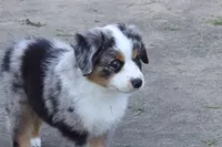 Freedom, a male Miniature American Shepherd for sale in Tiskilwa, IL – 4 of 7