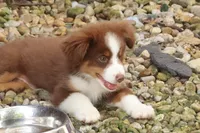 Aubrey , a female Miniature Australian Shepherd for sale in Tiskilwa, IL – 3 of 4