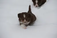 Stratus, a male Miniature American Shepherd for sale in Tiskilwa, IL – Photo 6 of 10