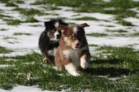 Stratus, a male Miniature American Shepherd for sale in Tiskilwa, IL – Photo 8 of 10