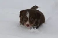 Stratus, a male Miniature American Shepherd for sale in Tiskilwa, IL – Photo 3 of 10