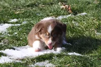 Stratus, a male Miniature American Shepherd for sale in Tiskilwa, IL – Photo 7 of 10