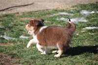 Stratus, a male Miniature American Shepherd for sale in Tiskilwa, IL – Photo 10 of 10