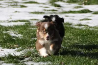 Stratus, a male Miniature American Shepherd for sale in Tiskilwa, IL – Photo 1 of 10