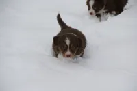 Stratus, a male Miniature American Shepherd for sale in Tiskilwa, IL – Photo 4 of 10