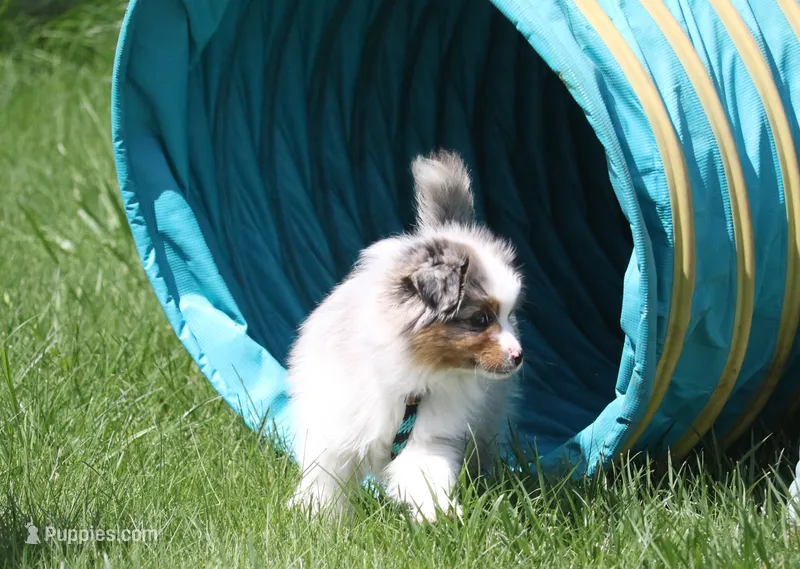 Ricky – Miniature American Shepherd puppy for sale in Tiskilwa, IL