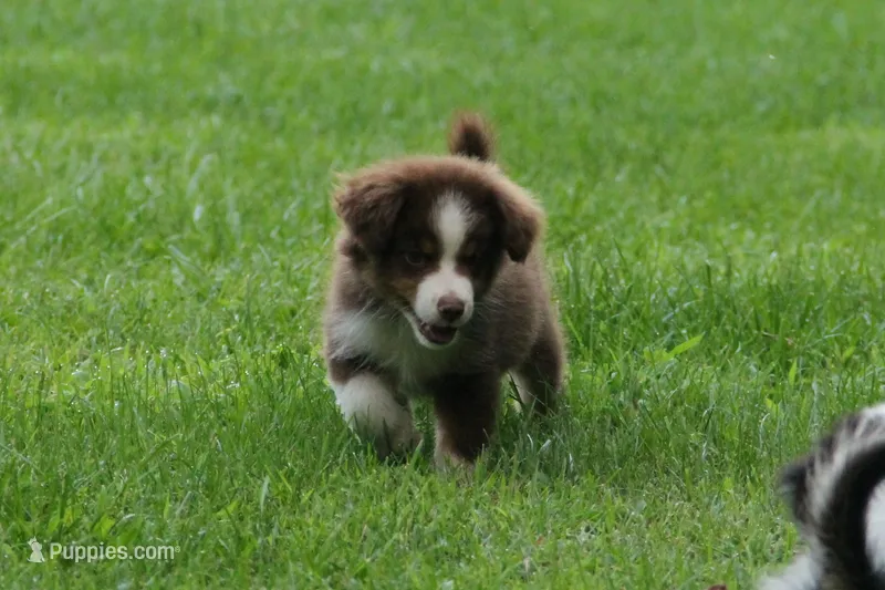 Aubree – Miniature American Shepherd puppy for sale in Tiskilwa, IL