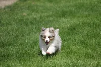 Rikki, a male Toy Australian Shepherd for sale in Tiskilwa, IL – 4 of 7