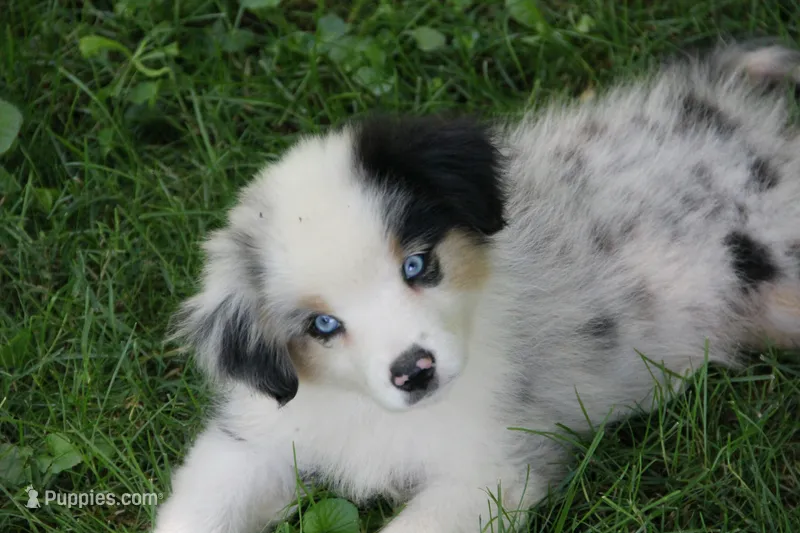 Leelee – Miniature Australian Shepherd puppy for sale in Tiskilwa, IL