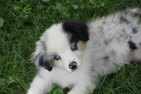 Leelee, a female Miniature Australian Shepherd for sale in Tiskilwa, IL – 1 of 2