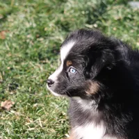 Cirrus, a male Miniature American Shepherd for sale in Tiskilwa, IL – Photo 3 of 10