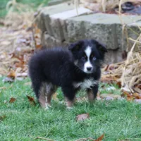 Cirrus, a male Miniature American Shepherd for sale in Tiskilwa, IL – Photo 1 of 10