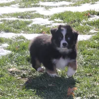 Cirrus, a male Miniature American Shepherd for sale in Tiskilwa, IL – Photo 4 of 10