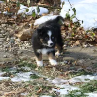 Cirrus, a male Miniature American Shepherd for sale in Tiskilwa, IL – Photo 7 of 10