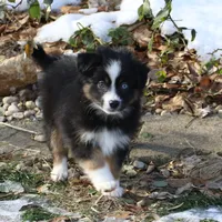 Cirrus, a male Miniature American Shepherd for sale in Tiskilwa, IL – Photo 2 of 10