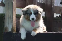 Sonny, a male Miniature Australian Shepherd for sale in Tiskilwa, IL – Photo 3 of 5