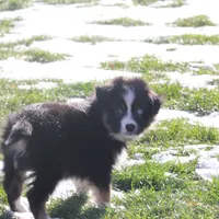 Cirrus, a male Miniature American Shepherd for sale in Tiskilwa, IL – Photo 6 of 10