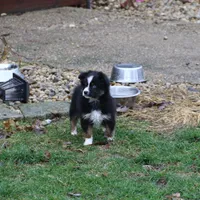 Cirrus, a male Miniature American Shepherd for sale in Tiskilwa, IL – Photo 10 of 10