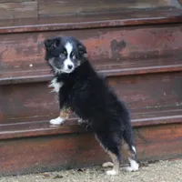 Cirrus, a male Miniature American Shepherd for sale in Tiskilwa, IL – Photo 8 of 10