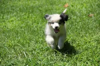 Lele, a female Miniature American Shepherd for sale in Tiskilwa, IL – 2 of 5