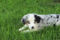 Lele, a female Miniature American Shepherd for sale in Tiskilwa, IL – 5 of 5