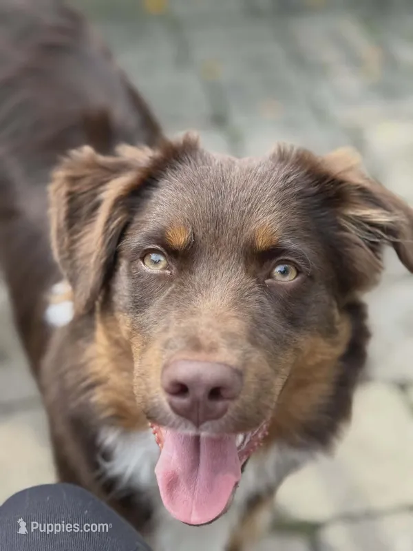 Giz, a male Miniature Australian Shepherd for sale in Tiskilwa, IL – 1 of 3