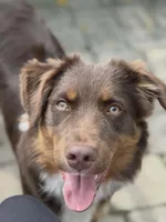 Giz, a male Miniature Australian Shepherd for sale in Tiskilwa, IL – 1 of 3
