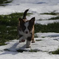 Cirrocumulus, a female Toy Australian Shepherd for sale in Tiskilwa, IL – Photo 4 of 8