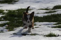 Cirrocumulus, a female Toy Australian Shepherd for sale in Tiskilwa, IL – Photo 4 of 8