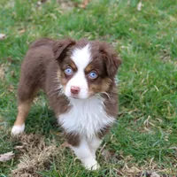 Cirrocumulus, a female Toy Australian Shepherd for sale in Tiskilwa, IL – Photo 1 of 8