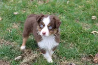 Cirrocumulus, a female Toy Australian Shepherd for sale in Tiskilwa, IL – Photo 1 of 8